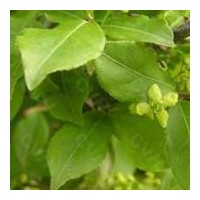 批發(fā)膠東衛(wèi)矛