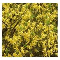 花灌木東北連翹供應信息