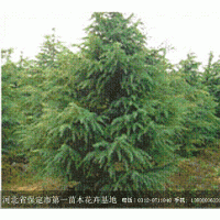 優(yōu)質(zhì)苗木雪松低價(jià)熱銷中