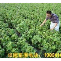 供應葡萄苗 香花槐．黃金槐．國槐