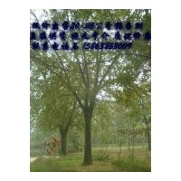 出售實(shí)生銀杏樹 嫁接銀杏樹