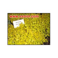 桃葉珊瑚蕭山苗木優(yōu)惠供應(yīng)