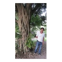 長(zhǎng)期供應(yīng)各種規(guī)格八月桂，四季桂、丹桂 章樹 垂柳 鴨腳木 夾竹桃