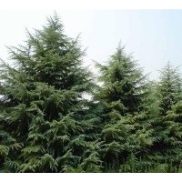 長期供應雪松、蜀檜、廣玉蘭、樸樹、桂花等近百個品種