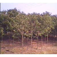 供應(yīng)5-15公分廣玉蘭