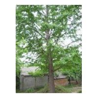 常年對外出售米徑2--120公分銀杏實生苗木