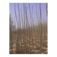 低價大量出售;火炬，垂柳，黃皮柳，速生柳，饅頭柳，國槐