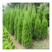 出售丹東儈柏 黃楊.小檗