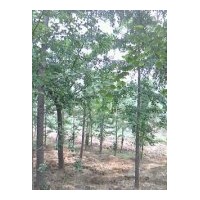 供應(yīng)銀杏樹(shù).山東銀杏樹(shù).山東銀杏樹(shù)價(jià)格
