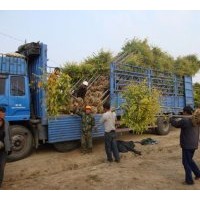 河北保定彩葉苗木基地