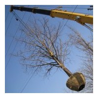 供銀杏樹2-80公分，櫻花，皂角，法桐