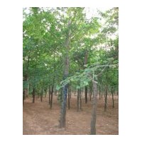 專業(yè)供應銀杏樹等綠化苗木