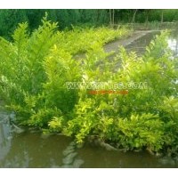 出售金葉水蠟 高50公分