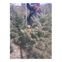 專營(yíng)：百日紅 刺槐 女貞 連翹 金葉小檗 海棠 側(cè)柏