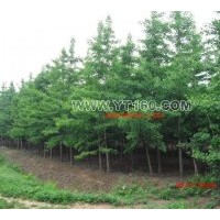 出售6-8公分銀杏樹