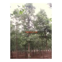 大量供應(yīng)銀杏樹苗，絕對現(xiàn)貨，歡迎咨詢洽談！