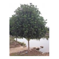 低價直銷：湖南桂花、大桂花、桂花小苗、丹桂、八月桂、桂花球價