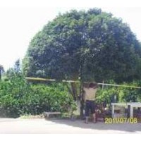 供應(yīng)15-25cm、4米-6米蓬徑桂花