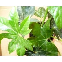 供木芙蓉 銀杏 小葉香樟