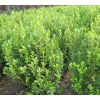 大量供應(yīng)優(yōu)質(zhì)苗木小葉黃楊