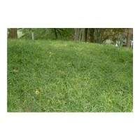 出售丹麥草 草本科