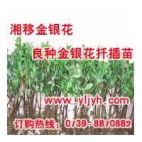 大量供應(yīng)良種金銀花扦插苗——樹形金銀花苗、木本金銀花苗