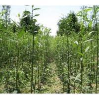 大量銷售美國(guó)竹柳