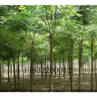 出售 白蠟，火炬，千頭椿，欒樹，五角楓等