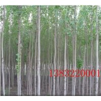 供應(yīng)毛白楊|五角楓|欒樹