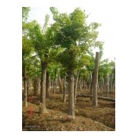 供應(yīng)山茱萸3到35公分 低價銷售白玉蘭種子大量