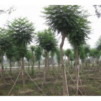 出售10-14cm藍(lán)花楹