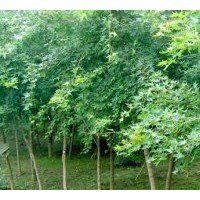 供應湖北枸骨 紅果冬青 大葉女貞 刺冬青 榔榆