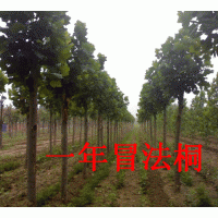 金橋苗木基地專供8-20公分1-3年冒造型法桐 白蠟