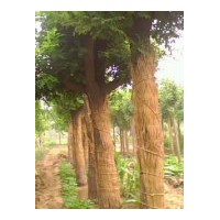 供應(yīng)國(guó)槐 洋槐 法桐 8-30公分