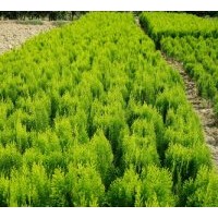 亞太苗木供應(yīng)：蜀檜.灑金柏.塔柏.龍柏.側(cè)柏.地柏.雪松.北京檜