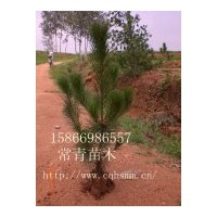 供應(yīng)黑松營(yíng)養(yǎng)袋苗