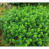 出售50公分海桐球，60公分海桐球