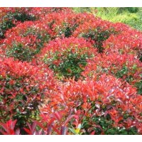 供應(yīng)紅葉石楠、紅葉石楠球