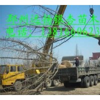 供應(yīng)各種規(guī)格的銀杏樹