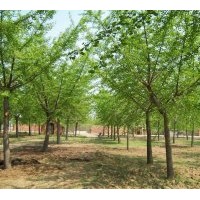 供應(yīng)各種規(guī)格的嫁接銀杏樹和實(shí)生銀杏樹