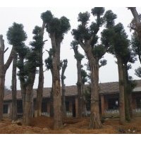 供應(yīng)移栽香樟大樹(shù)‖移栽香樟小樹(shù)