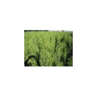 低價出售側(cè)柏 白皮松 油松 華山松