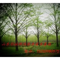 常年出售米徑2-80公分銀杏樹，實(shí)生、嫁接苗