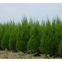 供應(yīng)蜀檜、蜀檜床苗、江蘇蜀檜、蜀檜價格播報