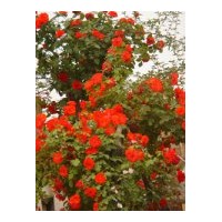 供應(yīng)藤本月季