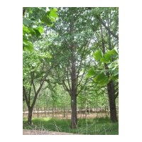 供應(yīng)銀杏樹(shù)：1-80公分銀杏實(shí)生樹(shù)、嫁接樹(shù)