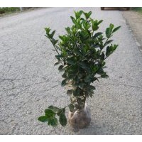 供應(yīng)大葉黃楊 小葉黃楊 冬青 側(cè)柏 金娃娃萱草