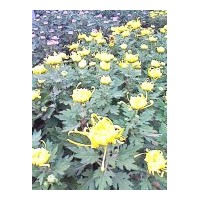 供應(yīng)盆栽菊花