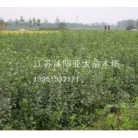 供應(yīng)亞太苗木：小葉女貞.紅葉小檗.金葉女貞.繡線菊.連翹