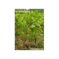 供應核桃苗 山楂種子 山楂苗 海棠苗 桃樹苗 蘋果苗